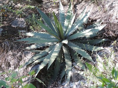 Agave xylonacantha, photographed by Sandino Guerrero