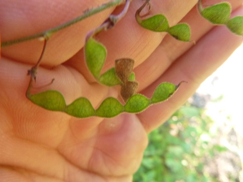 Desmodium fernaldii, photographed by cwarneke