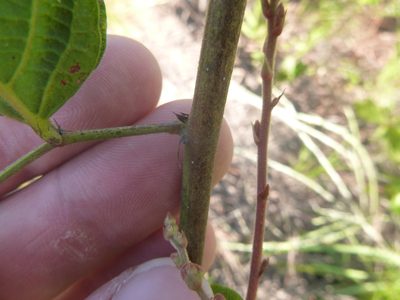 Desmodium fernaldii, photographed by cwarneke