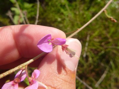 Desmodium fernaldii, photographed by cwarneke