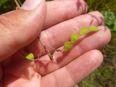 Desmodium fernaldii, photographed by cwarneke