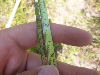 Paspalum floridanum, photographed by cwarneke