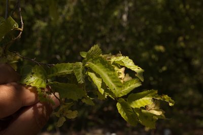 Carpinus orientalis, photographed by Вячеслав Юсупов