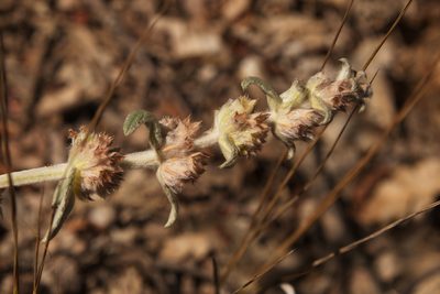 Stachys cretica, photographed by Вячеслав Юсупов