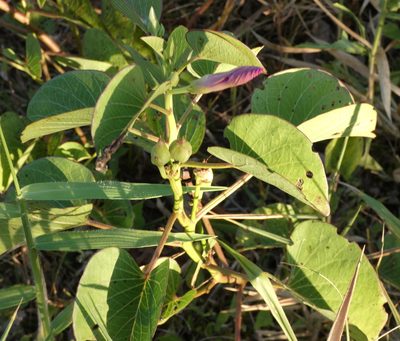 Ipomoea asarifolia, photographed by Helio Lourencini