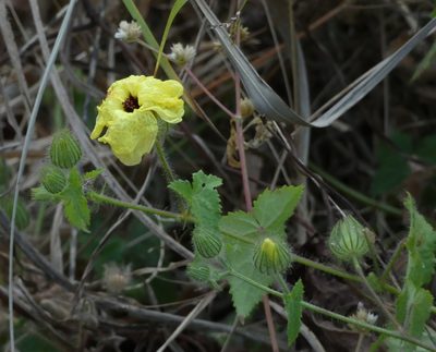 Pavonia cancellata, photographed by Helio Lourencini