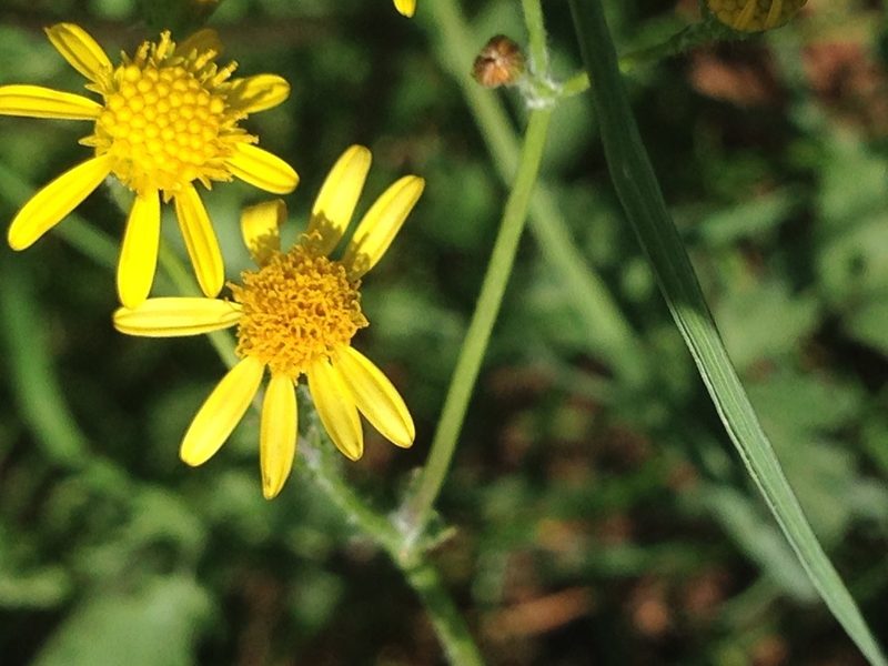 Senecio laevigatus, photographed by Tam