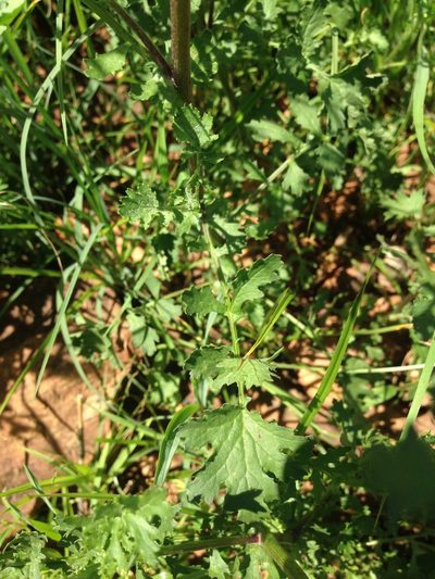 Senecio laevigatus, photographed by Tam