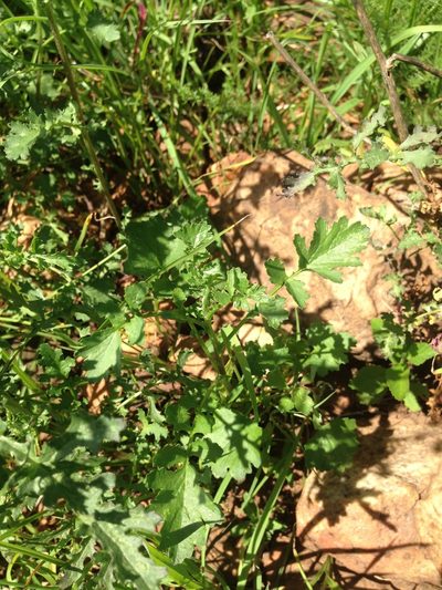 Senecio laevigatus, photographed by Tam