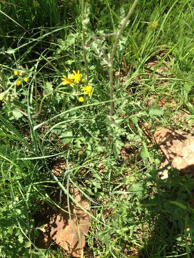 Senecio laevigatus, photographed by Tam