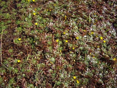 Ludwigia sedioides, photographed by bernhard_hiller