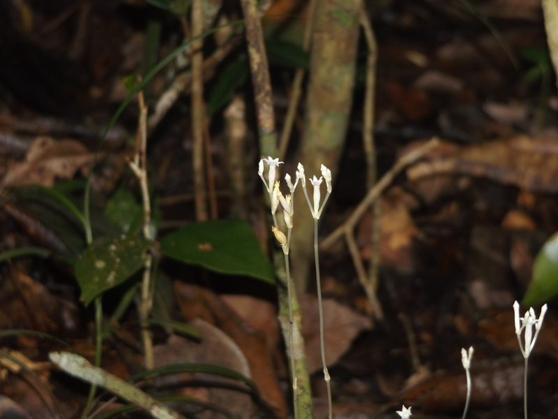 Voyria parasitica, photographed by Dante S. Figueroa
