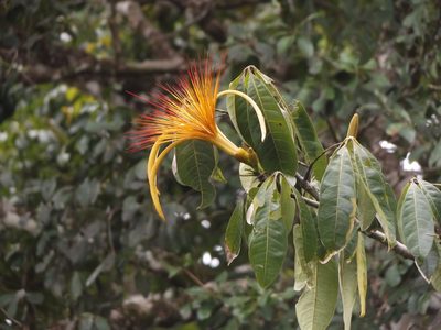 Pachira aquatica, photographed by Dante S. Figueroa
