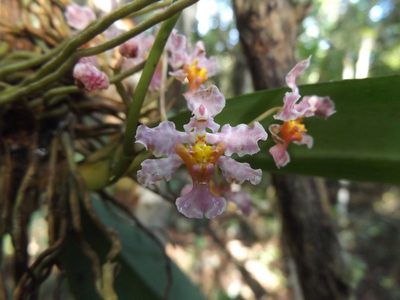 Trichocentrum oerstedii, photographed by Dante S. Figueroa