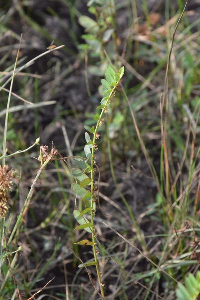 Phyllanthus evanescens, photographed by Dan Johnson