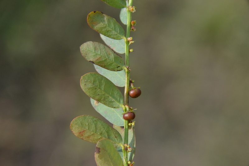 Phyllanthus evanescens, photographed by Dan Johnson