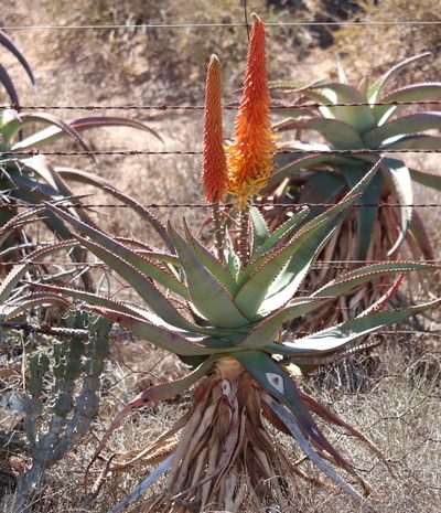 Aloe africana, photographed by Dave Brown