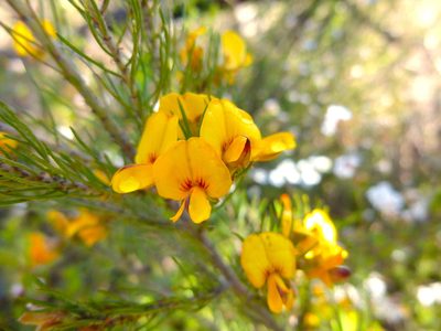Pultenaea mollis, photographed by Kiri Bee