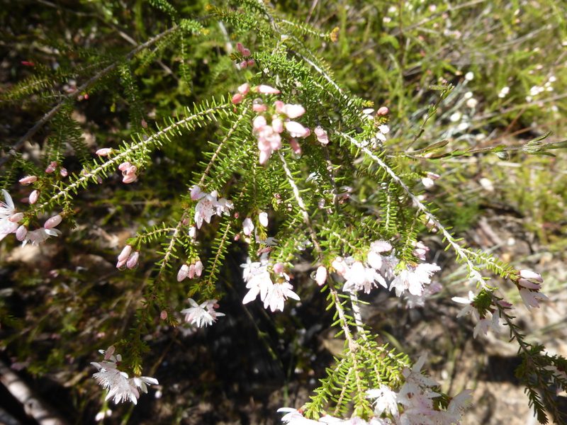 Calytrix alpestris, photographed by Kiri Bee