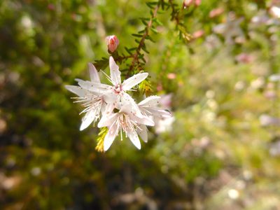Calytrix alpestris, photographed by Kiri Bee