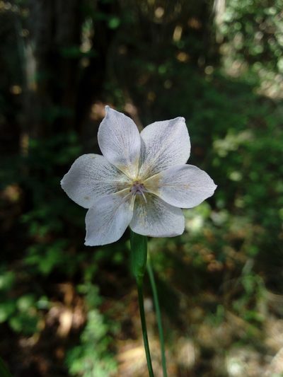 Alophia silvestris, photographed by Dante S. Figueroa