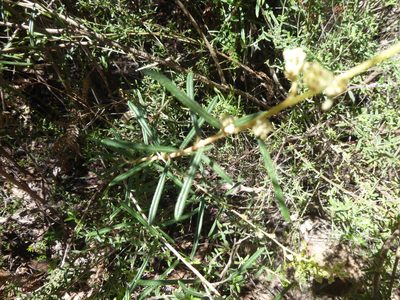 Astrotricha asperifolia, photographed by Kiri Bee