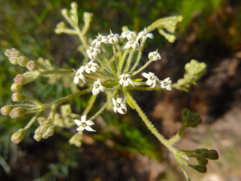 Astrotricha asperifolia, photographed by Kiri Bee