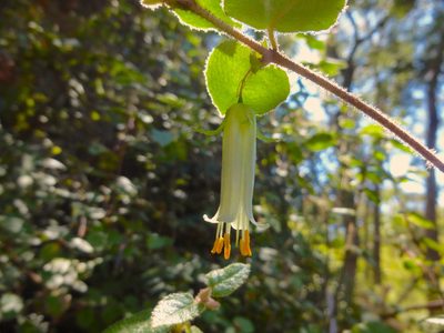 Correa aemula, photographed by Kiri Bee