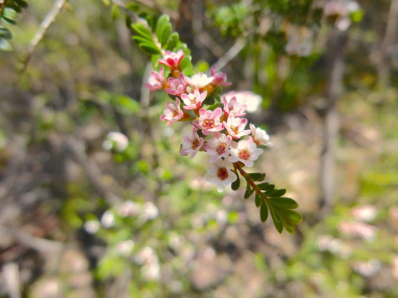 Thryptomene calycina, photographed by Kiri Bee