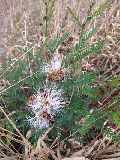 Calliandra virgata, photographed by Leonardo Bergamini