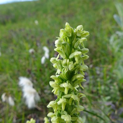 Platanthera hyperborea, photographed by John Hibbard