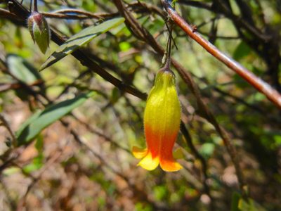 Marianthus bignoniaceus, photographed by Kiri Bee