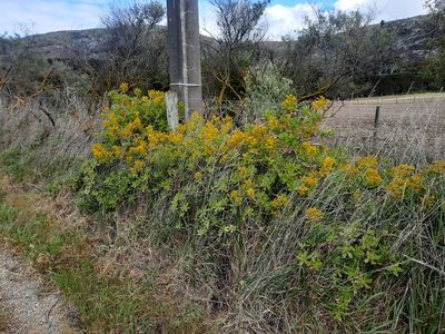Sedum praealtum, photographed by Alice Shanks