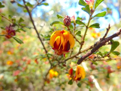Pultenaea scabra, photographed by Kiri Bee