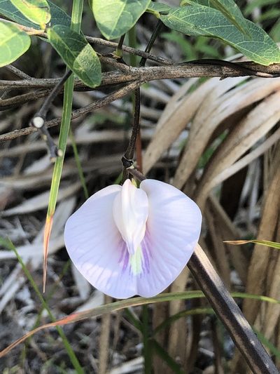 Centrosema arenicola, photographed by novvictan