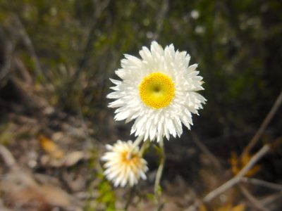 Chrysocephalum baxteri, photographed by Kiri Bee