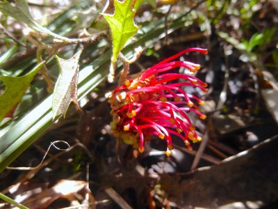 Grevillea aquifolium, photographed by Kiri Bee