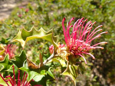 Grevillea aquifolium, photographed by Kiri Bee