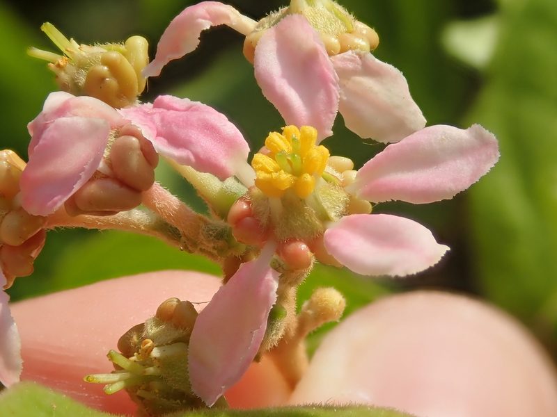 Mascagnia cordifolia, photographed by Tsssss