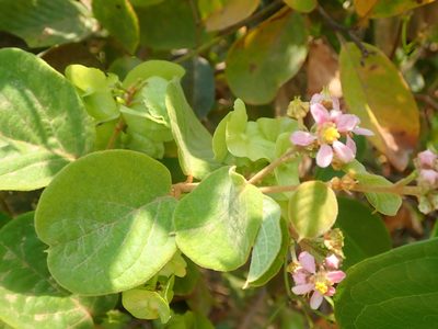Mascagnia cordifolia, photographed by Tsssss