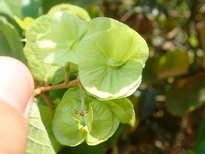 Mascagnia cordifolia, photographed by Tsssss