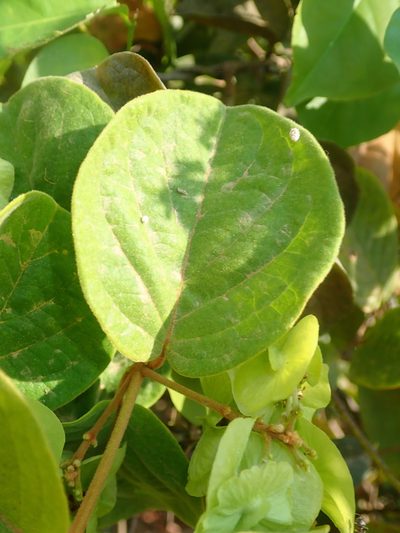 Mascagnia cordifolia, photographed by Tsssss