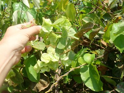 Mascagnia cordifolia, photographed by Tsssss