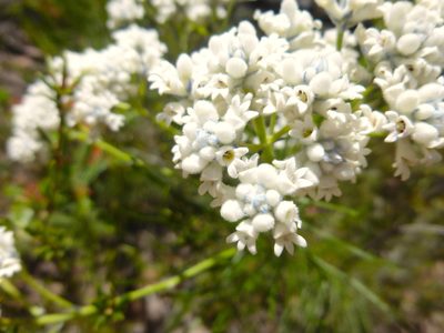 Conospermum mitchellii, photographed by Kiri Bee