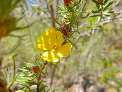 Hibbertia fasciculata, photographed by Kiri Bee