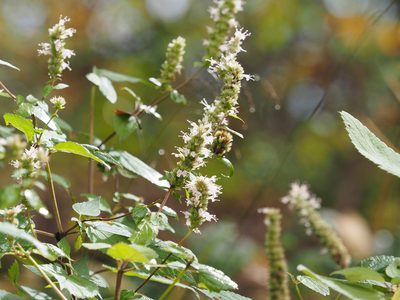 Agastache scrophulariifolia, photographed by mefisher
