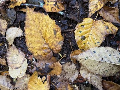 Betula cordifolia, photographed by Matt Berger