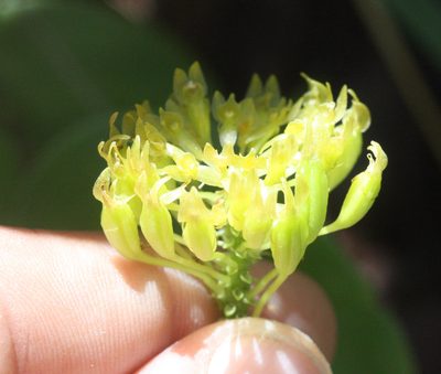 Malaxis brachystachys, photographed by Scott Loarie