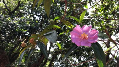 Melastoma sanguineum, photographed by Smriti S.