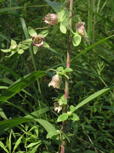 Codonopsis ussuriensis, photographed by Oleg Kosterin